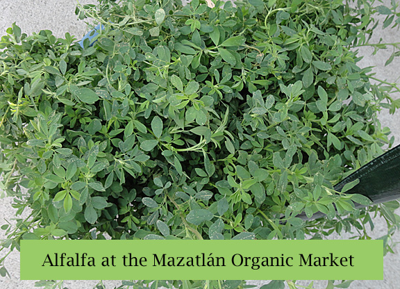 Mazatlan Organic Market Alfalfa