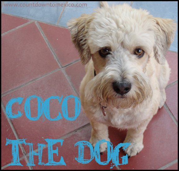 Coco the Dog Schnoodle