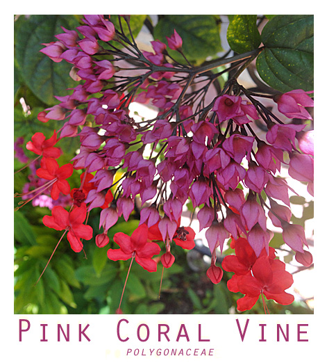 coralvine