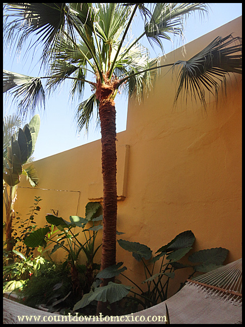 Palm tree in Mazatlan