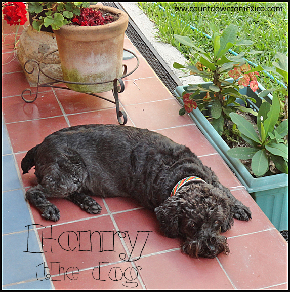 Henry the Dog Schnoodle