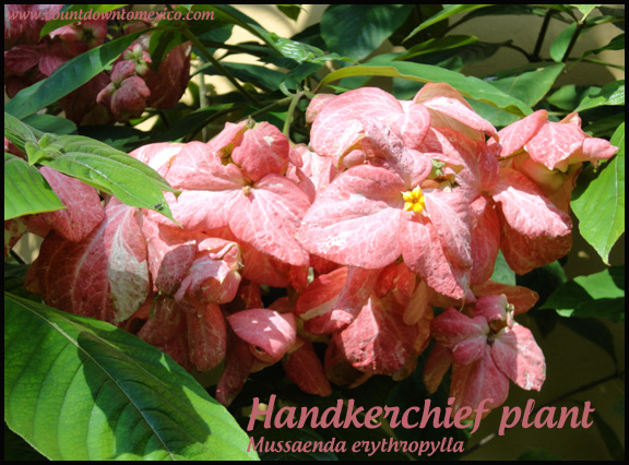 Mussaenda Handkerchief plant