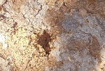 Estero De Yugo Mazatlan Cerritos termite moung