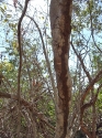 Estero De Yugo Mazatlan Cerritos termite trail