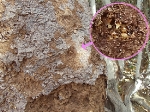 Estero De Yugo Mazatlan Cerritos termite repair