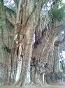 Tule tree