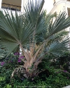 Mazatlan Mexico Palm Tree