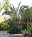 Mazatlan Mexico Palm Tree