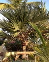 Mazatlan Mexico Palm Tree
