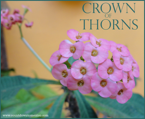 crownofthorns2