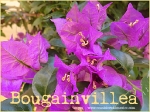bougainvillea