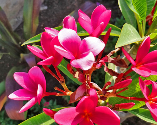 Plumeria blossom