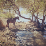Horse at the lakeside