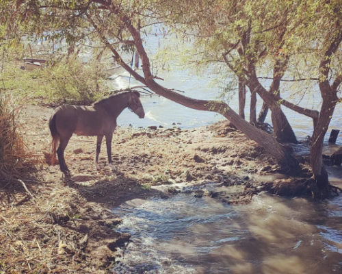 Horse at the lakeside